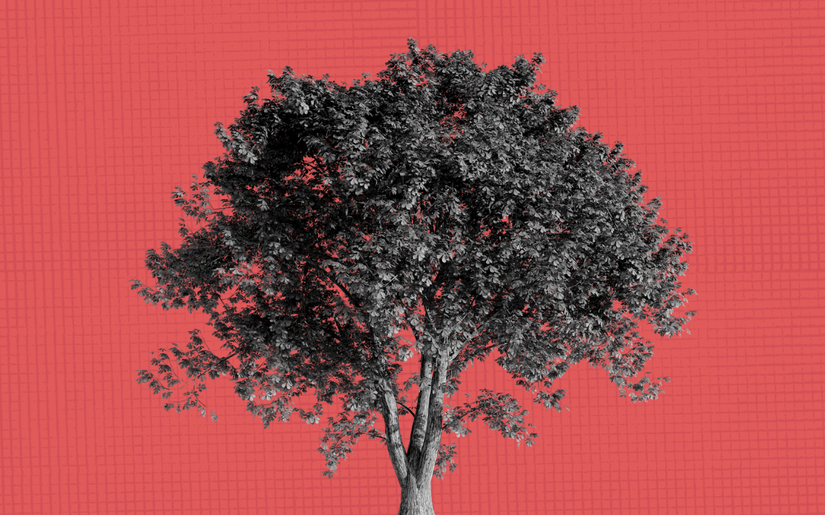 A black and white tree on a coral background.
