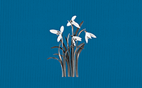 An isolated flower bunch on a blue background.