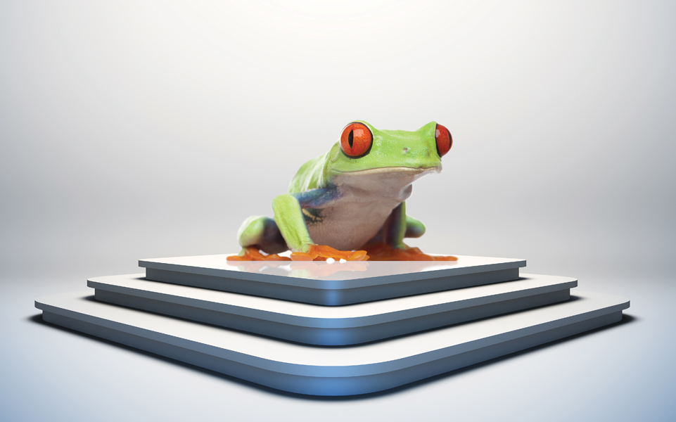 A frog sits atop a stack of books.